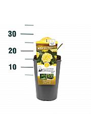 Rosa hybrid Yellow Meilove C3 Lit. 10-15 cm