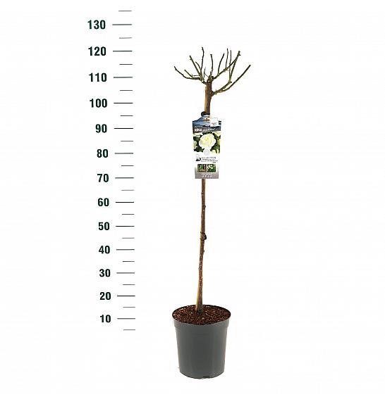 Rosa hybrid White Meilove C6 Lit. Na steblu 90 cm