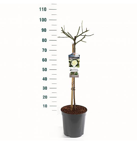 Rosa hybrid White Meilove C6 Lit. Na steblu 60 cm