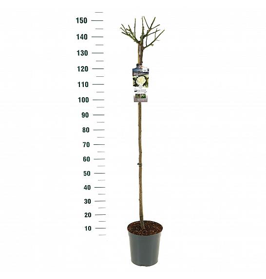 Rosa hybrid White Meilove C6 Lit. Na steblu 110 cm
