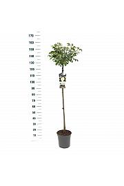 Rosa hybrid White Meilove C6 Lit. Na steblu 110 cm