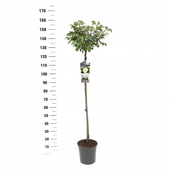 Rosa hybrid White Meilove C6 Lit. Na steblu 110 cm