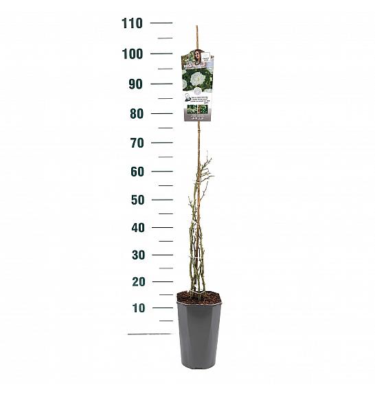 Rosa hybrid White Angel C3 Lit. 50-60 cm Vzpenjava