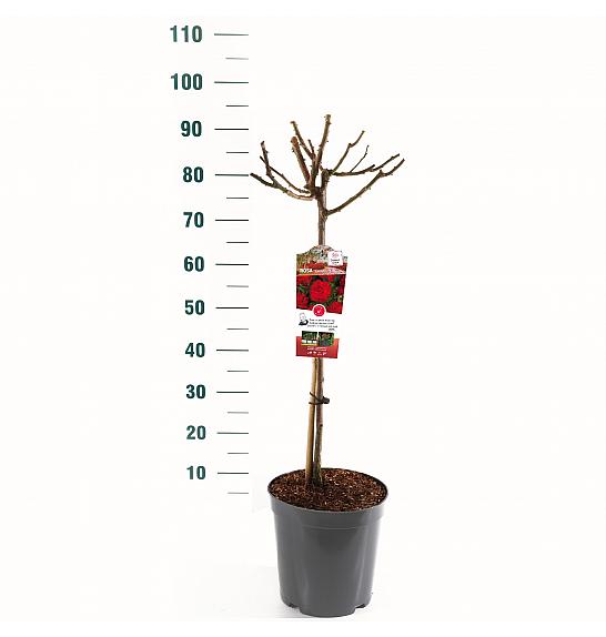 Rosa hybrid Wettra C6 Lit. Na steblu 60 cm