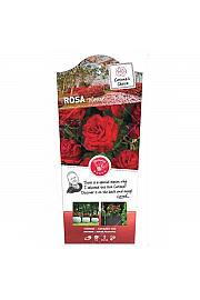 Rosa hybrid Wettra C6 Lit. Na steblu 60 cm