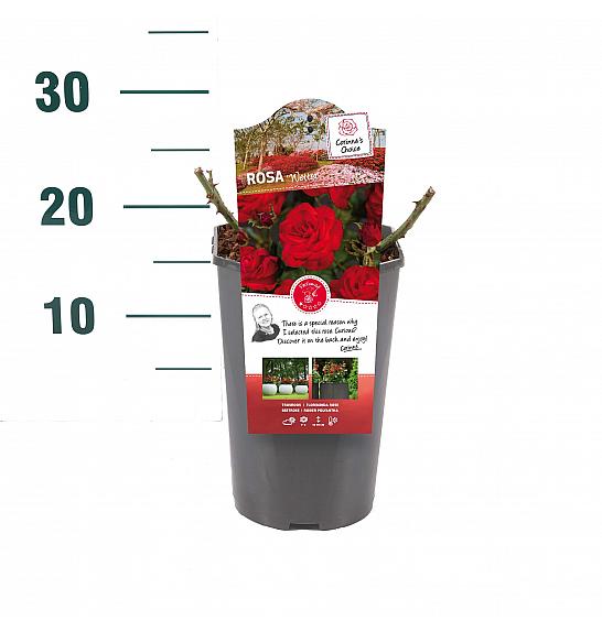 Rosa hybrid Wettra C3 Lit. 10-15 cm