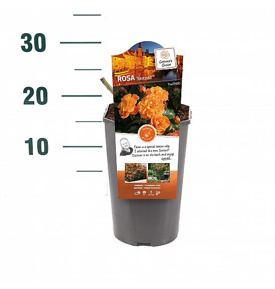 Rosa hybrid Westzeit C3 Lit. 10-15 cm