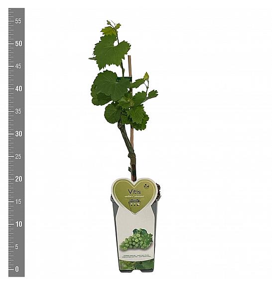 Vitis vinifera Lakemont C2 Lit. 40-50 cm