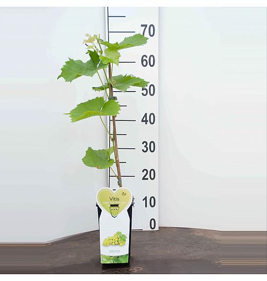 Vitis vinifera Lakemont C2 Lit. 40-50 cm