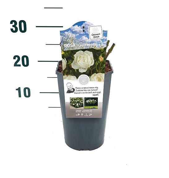 Rosa hybrid Weisse Wolke C3 Lit. 10-15 cm