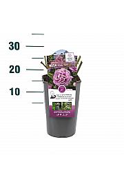 Rosa hybrid Waltz Time C3 Lit. 10-15 cm