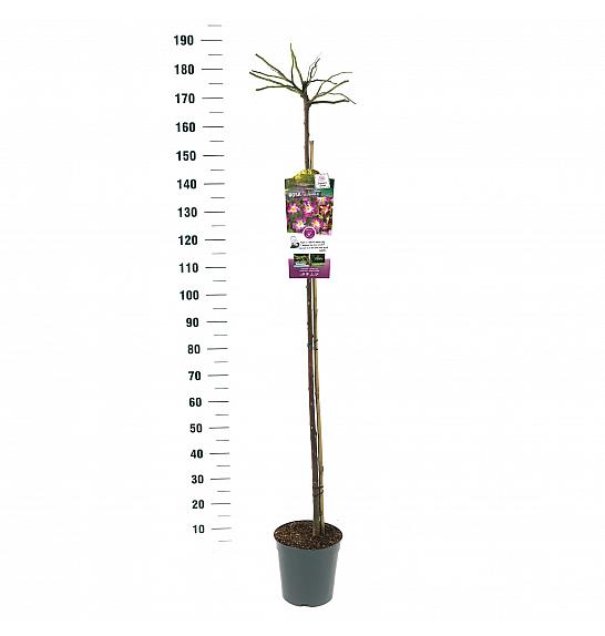 Rosa hybrid Veilchenblau C6 Lit. Na steblu 140 cm