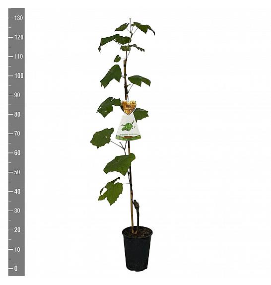 Vitis vinifera Himrod C4 Lit. 100-120 cm