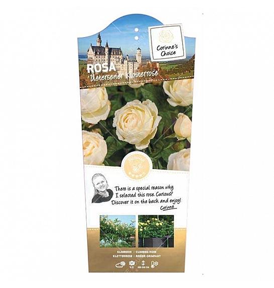 Rosa hybrid Uetersener Klosterrose C5 Lit. 40-60 cm Vzpenjava