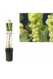 Vitis vinifera Himrod C2,5 Lit. 40-60 cm