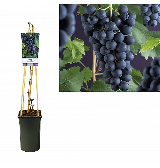 Vitis vinifera Frankenthaler C2,5 Lit. 40-60 cm