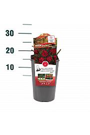 Rosa hybrid The Fairy Queen C3 Lit. 10-15 cm