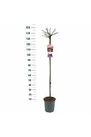 Rosa hybrid The Fairy C6 Lit. Na steblu 110 cm