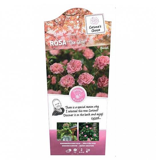 Rosa hybrid The Fairy C6 Lit. Na steblu 60 cm