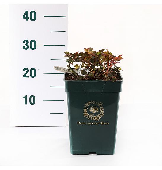 Rosa hybrid The Ancient Mariner C5 Lit. 15-20 cm