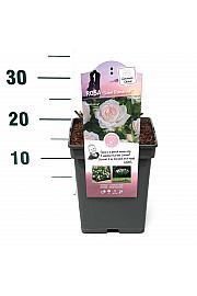 Rosa hybrid Sweet Romanza C5 Lit. 15-20 cm