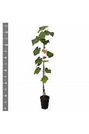 Vitis vinifera Early Campbell C4 Lit. 100-120 cm