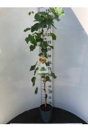 Vitis vinifera Early Campbell C4 Lit. 100-120 cm