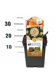 Rosa hybrid Sweet Honey C5 Lit. 15-20 cm