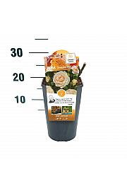 Rosa hybrid Sweet Honey C3 Lit. 10-15 cm