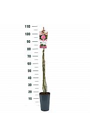 Rosa hybrid Sweet Candy C3 Lit. 50-60 cm