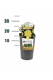 Rosa hybrid Sunsilk C3 Lit. 10-15 cm