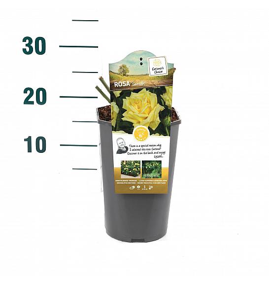 Rosa hybrid Sunsilk C3 Lit. 10-15 cm