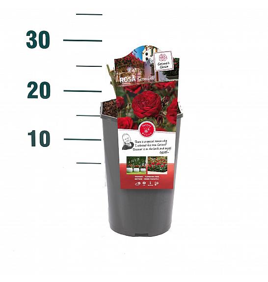 Rosa hybrid Stromboli C3 Lit. 10-15 cm