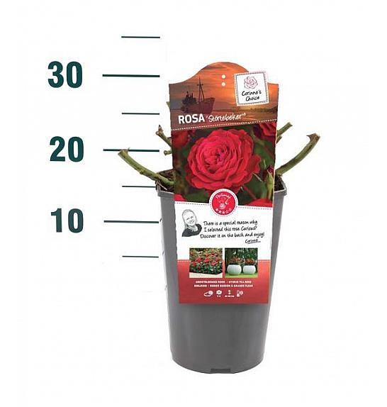 Rosa hybrid Störtebeker C3 Lit. 10-15 cm