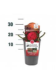 Rosa hybrid Störtebeker C3 Lit. 10-15 cm