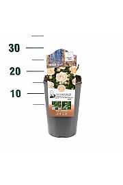 Rosa hybrid Sirius C3 Lit. 10-15 cm