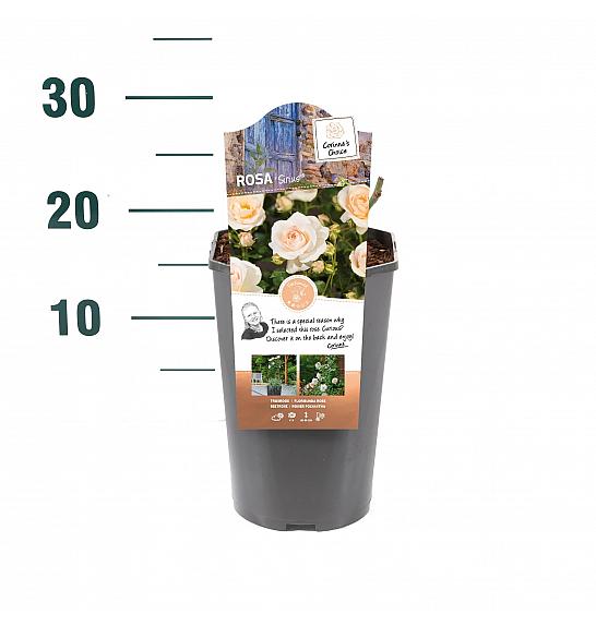 Rosa hybrid Sirius C3 Lit. 10-15 cm