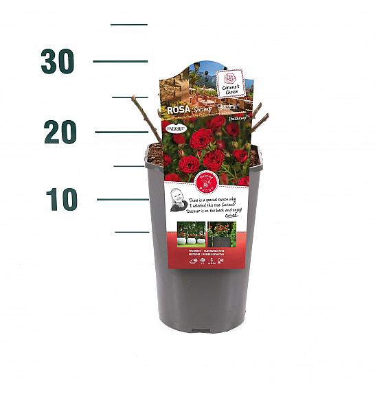 Rosa hybrid Shrimp Patio Hit C3 Lit. 10-15 cm