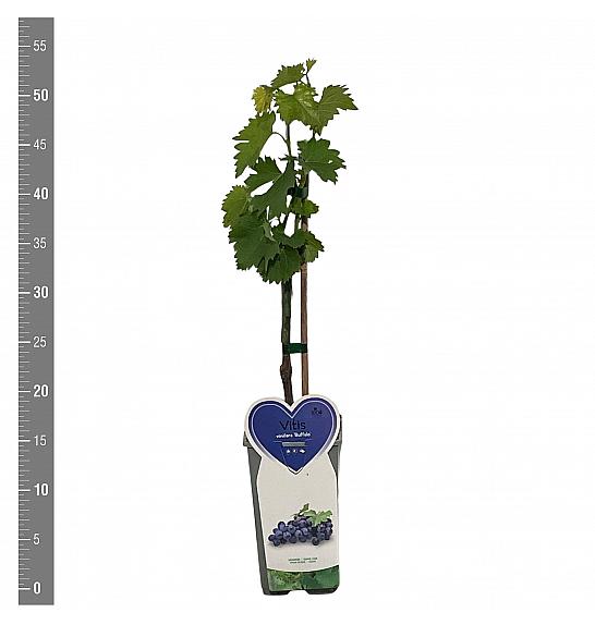 Vitis vinifera Buffalo C2 Lit. 40-50 cm