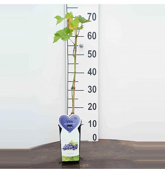 Vitis vinifera Buffalo C2 Lit. 40-50 cm