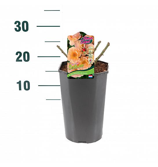 Rosa hybrid Sedana C3 Lit. 10-15 cm