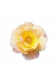 Rosa hybrid Sedana C3 Lit. 10-15 cm