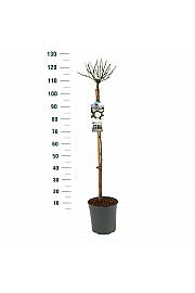 Rosa hybrid Schneewittchen C6 Lit. Na steblu 90 cm