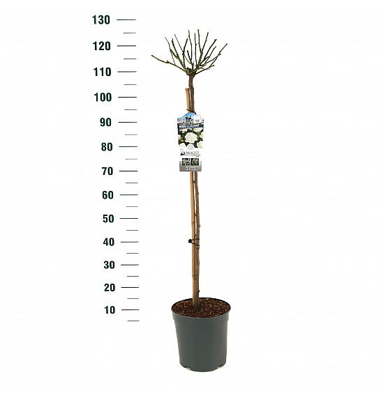 Rosa hybrid Schneewittchen C6 Lit. Na steblu 90 cm