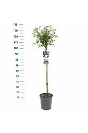 Rosa hybrid Schneewittchen C6 Lit. Na steblu 90 cm