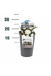 Rosa hibrid Schneewittchen C3 Lit. 10-15 cm