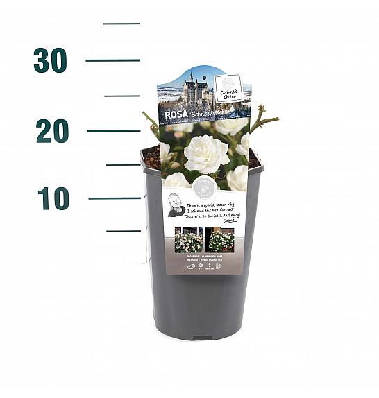 Rosa hibrid Schneewittchen C3 Lit. 10-15 cm