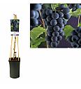 Vitis vinifera Boskoop Glory C2,5 Lit. 40-60 cm