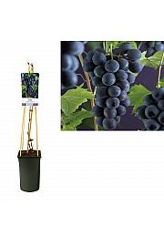 Vitis vinifera Boskoop Glory C2,5 Lit. 40-60 cm