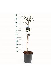 Rosa hybrid Schneewitchen C6 Lit. Na steblu 60 cm
